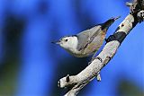 White-breasted Nuthatch